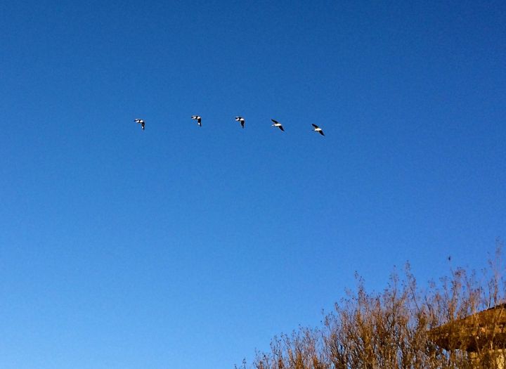 I scrambled (and struggled) with the iPhone camera app during my morning Scottie walk to capture these slow, gliding, and elegant Pelicans in flight...