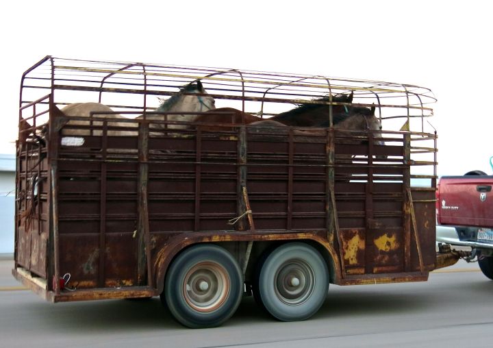 Is it me, or does it appear these three horses are in the thick of a race despite their obviously caged limitations….